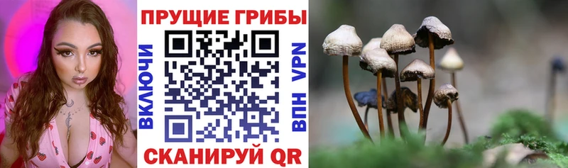 где найти   Егорьевск  Псилоцибиновые грибы Psilocybine cubensis 